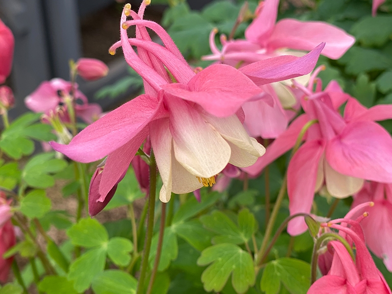 Aquilegia Rose White Merryhatton Garden Centre