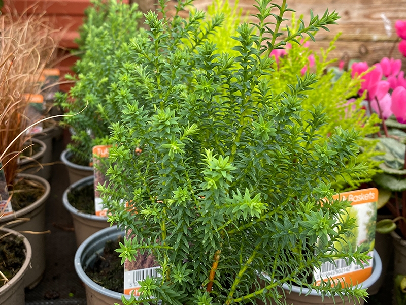 Chamaecyparis Thyoides Rubicon In V Pot Merryhatton Garden Centre