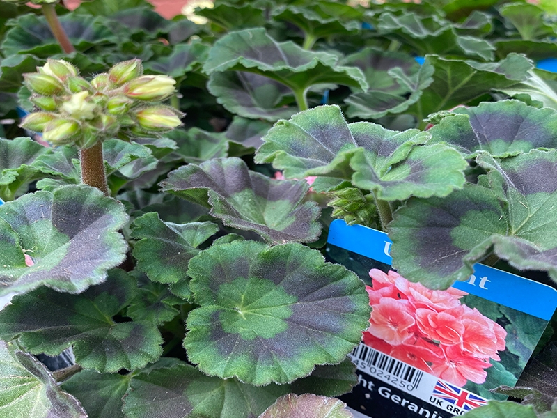 Geranium Upright Salmon Cm Pot Merryhatton Garden Centre