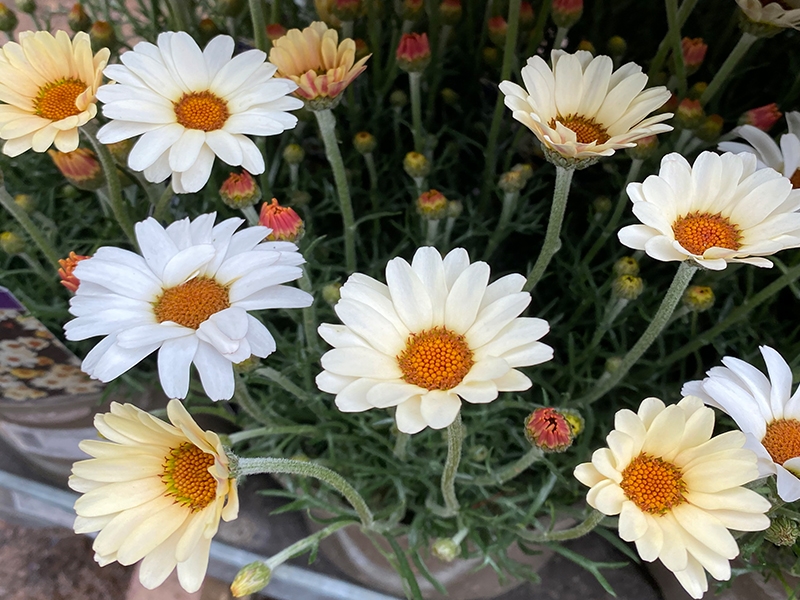 Rhodanthemum Zagora Yellow Merryhatton Garden Centre