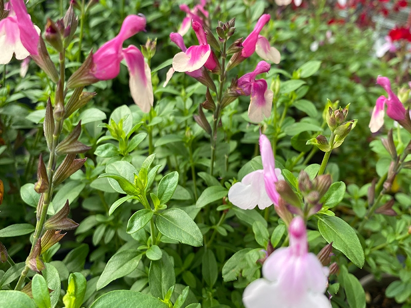 Salvia Mirage Soft Pink Merryhatton Garden Centre