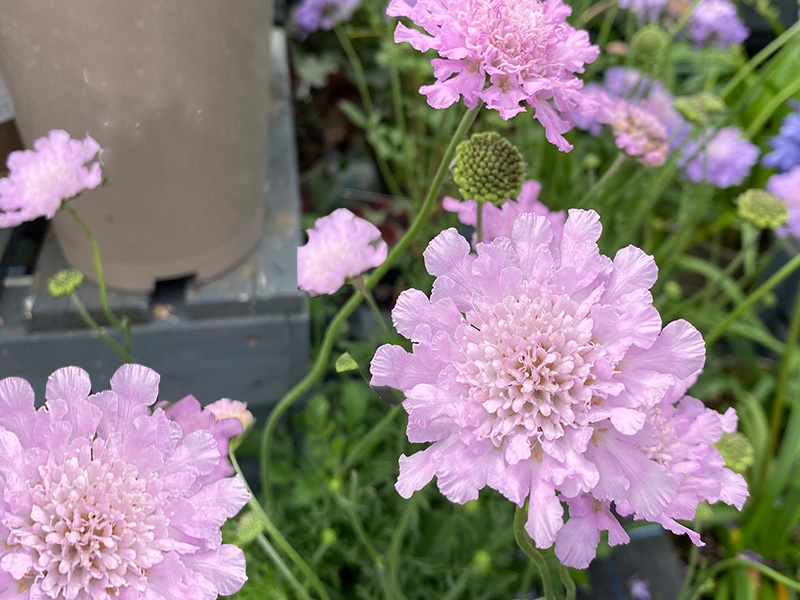 Scabiosa Flutter Rose Pink Merryhatton Garden Centre