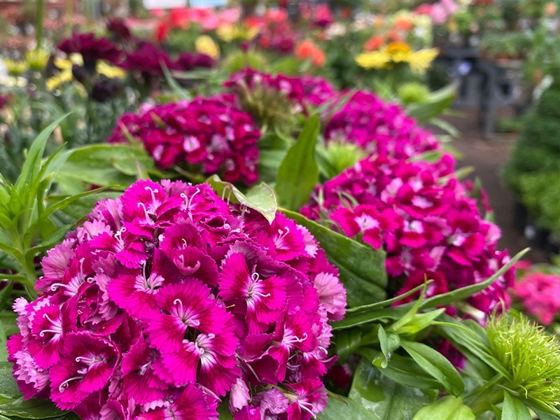 Sweet William Purple In 2L Pot Merryhatton Garden Centre