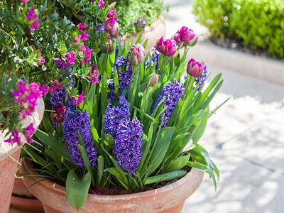 Bulbs in containers