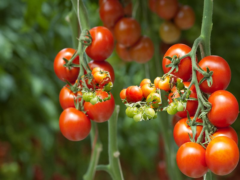 Homegrown tomatoes - Gardening Made Easy - Merryhatton Garden Centre