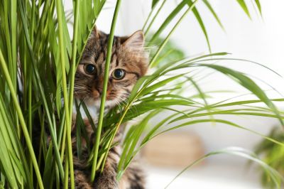5 non-toxic indoor plants if you have pets