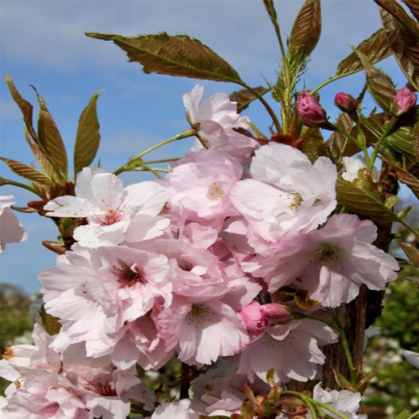 Top 5 trees for small gardens - Merryhatton Garden Centre