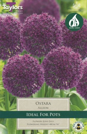 Allium Ostara   5 bulbs per pack