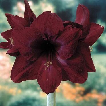 Amaryllis Black Pearl