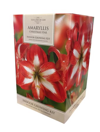 Amaryllis Christmas Star