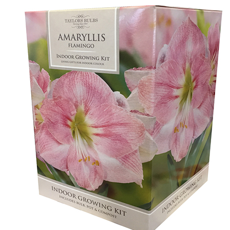 Amaryllis Flamingo