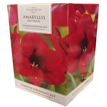 Amaryllis Red Velvet