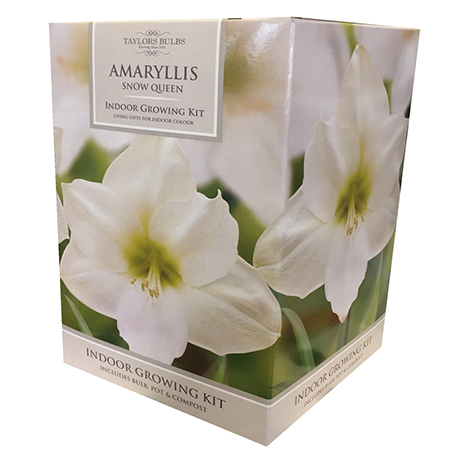 Amaryllis Snow Queen