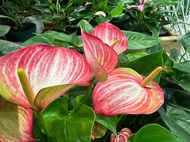 Anthurium Royal livium Pink/white