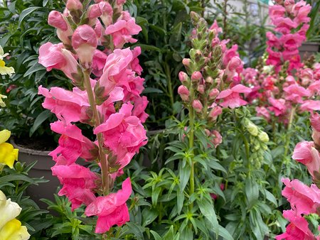 Antirrhinum Sonnet Rose