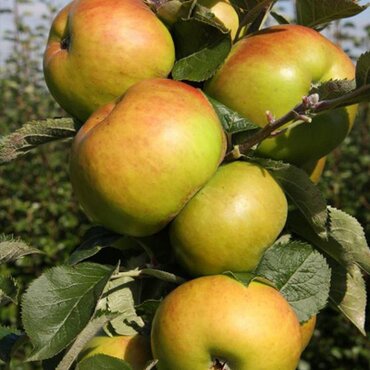 Apple Bramley's Seedling