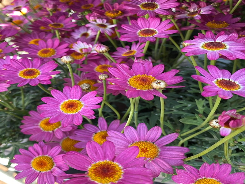 Argyranthemum Pink in 2L pot - Merryhatton Garden Centre