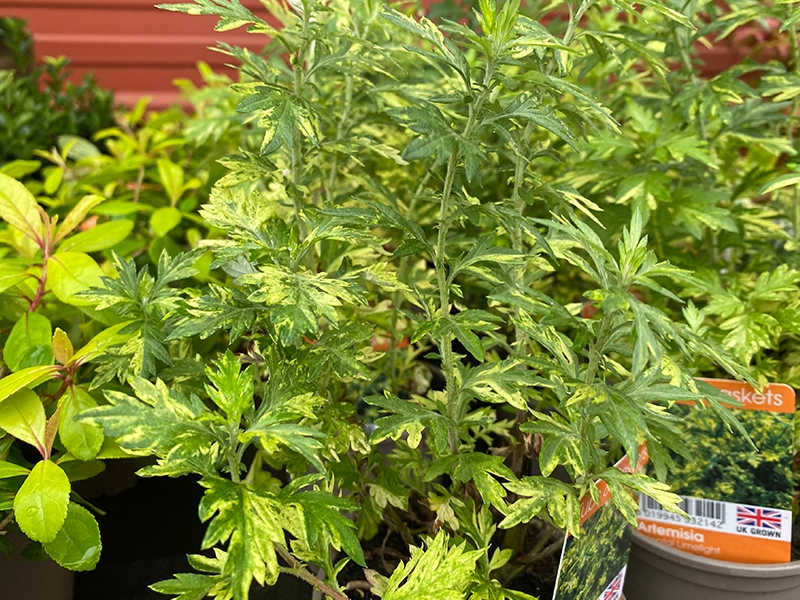 Artemisia O. Limelight in V11 pot - Merryhatton Garden Centre