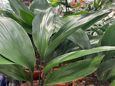 Aspidistra elatior