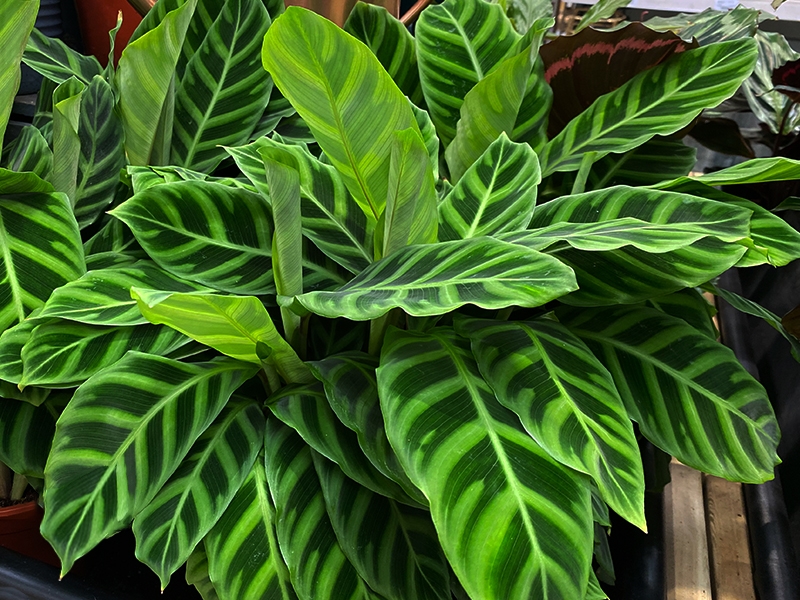 Calathea Zebrina - Merryhatton Garden Centre