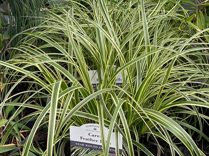 Carex Feather Falls - Merryhatton Garden Centre