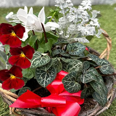 Christmas planted basket 19.99