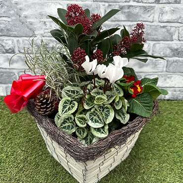 Christmas planted basket 29.99