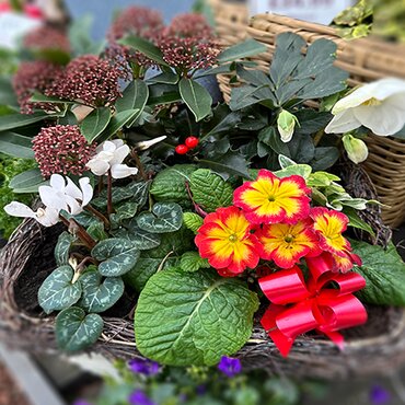 Christmas planted basket 39.99