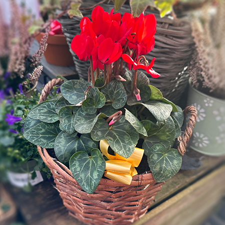 Christmas planted basket 9.99