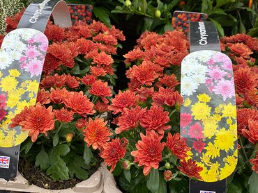 Chrysanthemum Orange Double - (Autumn) 6 Pack