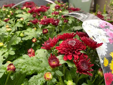 Chrysanthemum Red Double - (Autumn) 6 Pack