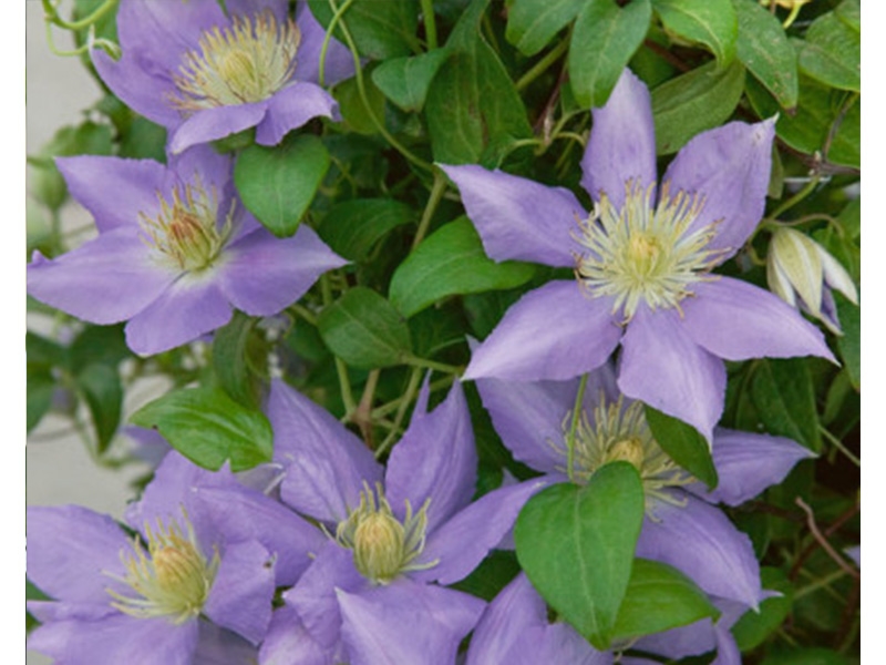 Clematis Cezanne Evipo023 - Merryhatton Garden Centre