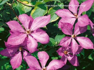 Clematis Margaret Hunt