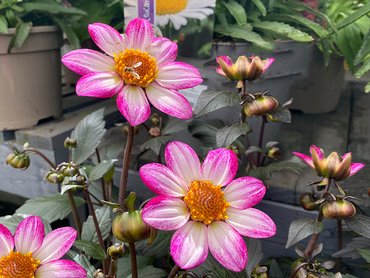 Dahlia Dahlegria Magenta Bicolour