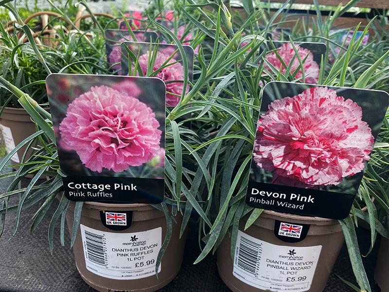 DIANTHUS DEVON WIZARD (PROTECTED) 1L - Merryhatton Garden Centre