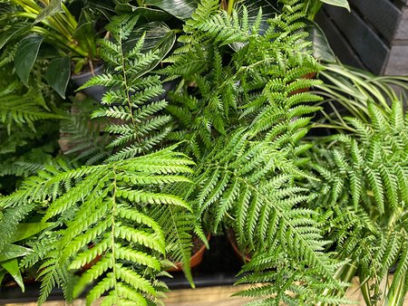 Dicksonia antarctica in a 10L pot