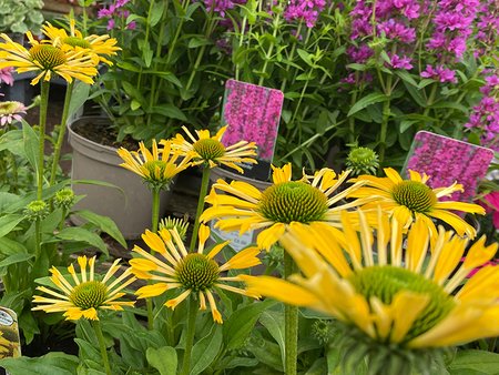 Echinacea Conetto Banana  in 2L pot