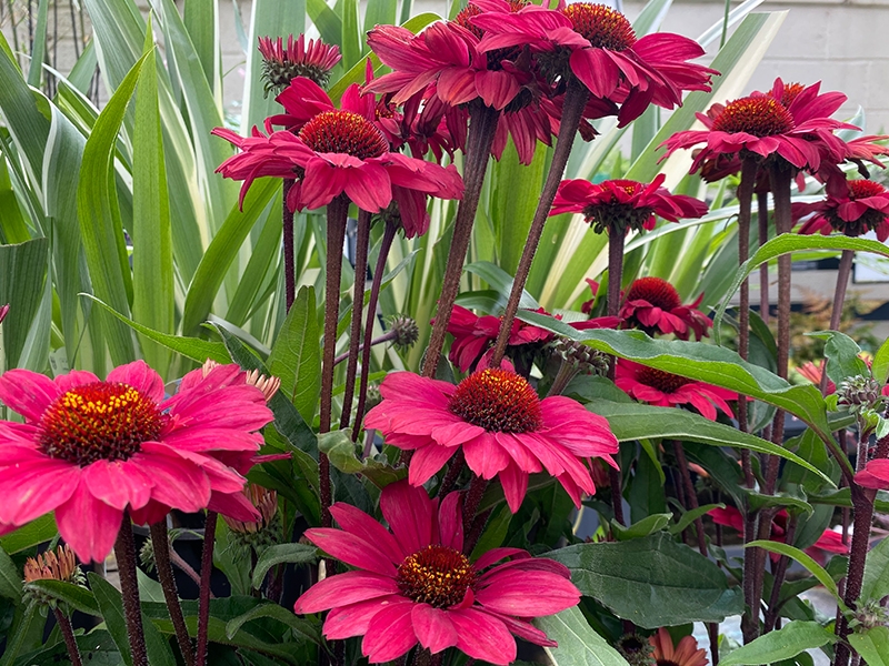 Echinacea sunseekers red - Merryhatton Garden Centre