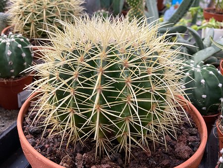 Echinocactus grusonii 18cm