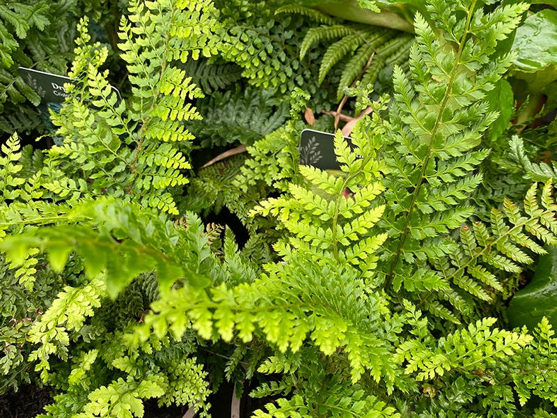 Fern Polystichum setiferum Herrenhausen - Merryhatton Garden Centre