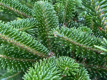 Fraser Fir