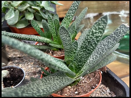 Gasteria Flow