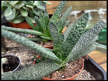 Gasteria Flow