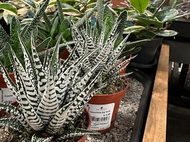 Haworthia big band