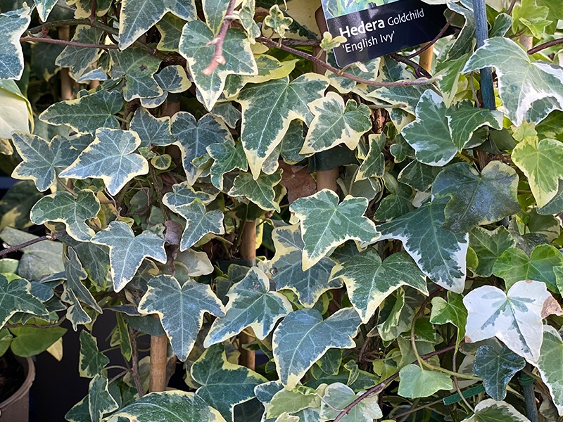 Hedera Helix Goldchild (Golden Child) in 3L pot - Merryhatton Garden Centre