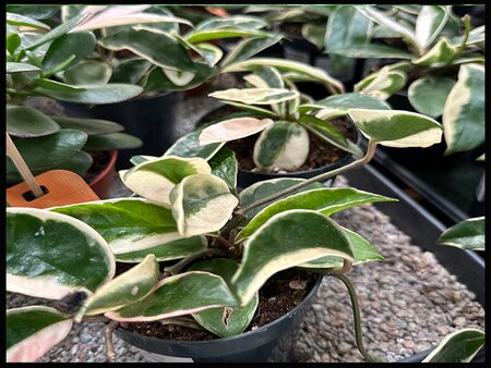 Hoya albomarginata in a 10.5cm pot