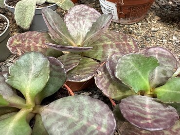 Kalanchoe humilis zebra