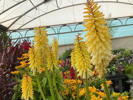 Kniphofia Moonstone in 2L pot