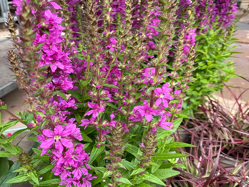 Lythrum Salicaria Robin in 2L pot - Merryhatton Garden Centre