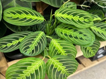 Maranta Lemon Lime